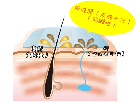 皮脂膜